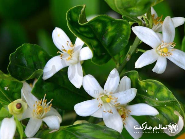 خرید-عرق-بهار-نارنج برای تپش و تقویت قلب