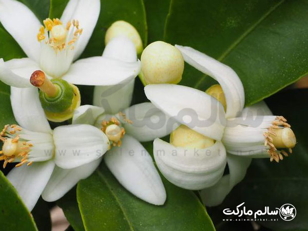 خواص-عرق-بهار-نارنج