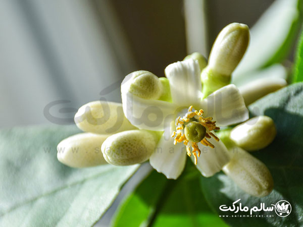 قیمت-عرق-بهار-نارنج