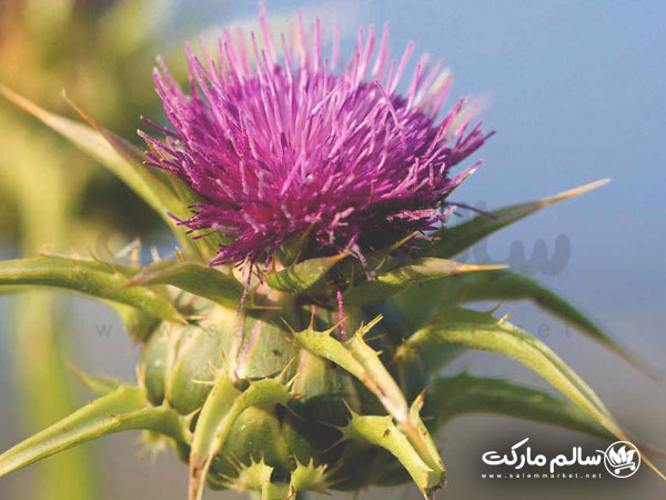 نحوه-مصرف-عرق-خار-مریم